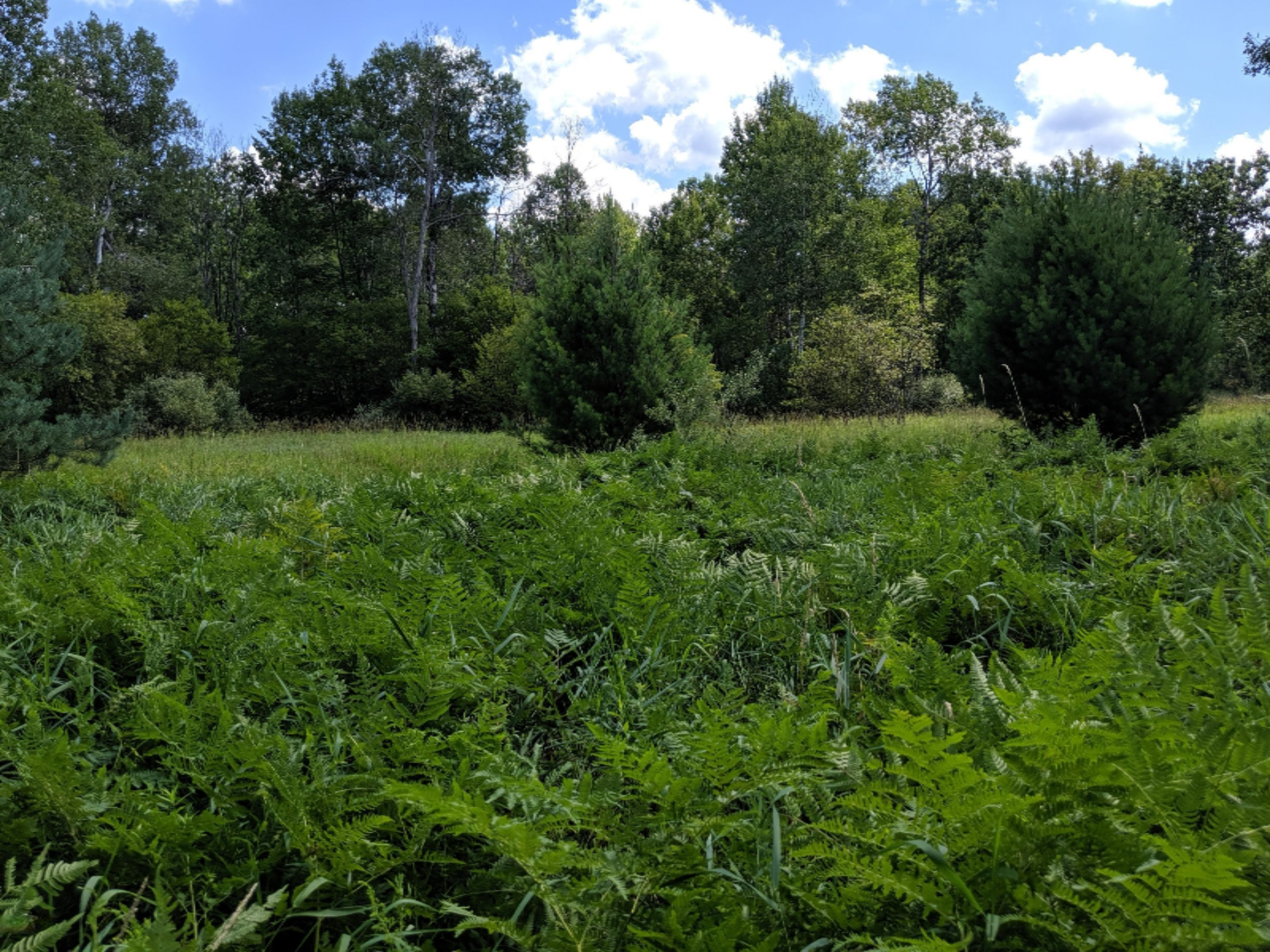 South Stephens Road Custer, MI 49405 - Photo 11 of 22 IMG_20190728_131401