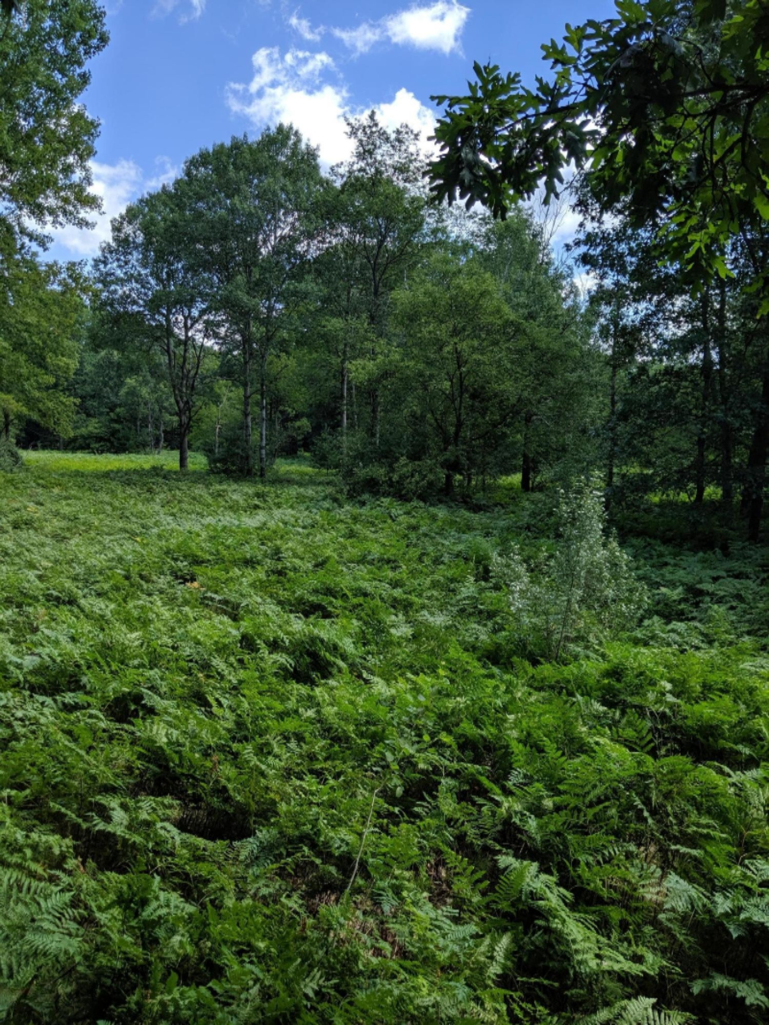 South Stephens Road Custer, MI 49405 - Photo 16 of 22 IMG_20190728_133103