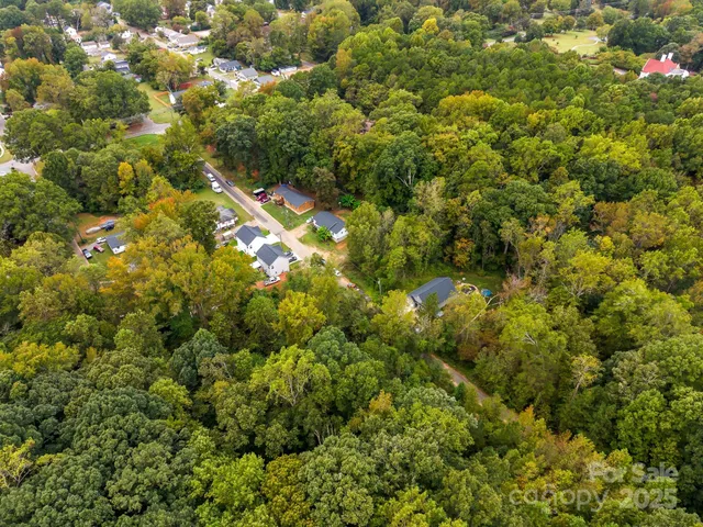 a view of a tree with a plant