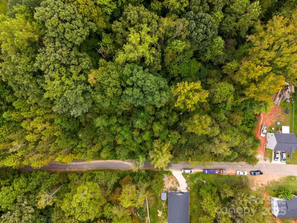 a view of a yard with plants and large trees
