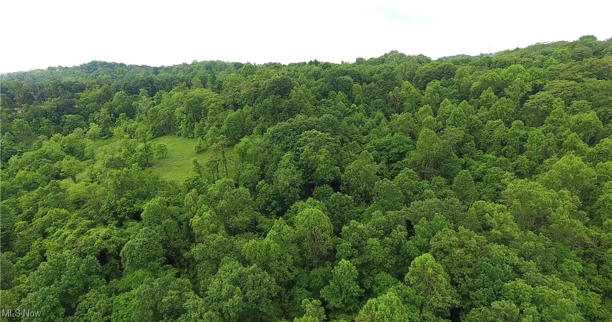 1355 Congress Road Belpre, OH 45714 - Photo 41 of 44 nearly 11 acres and a pond somewhere below the trees