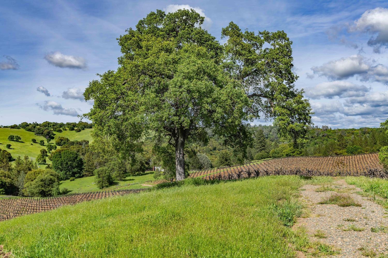 15111 Tyler Road Fiddletown, CA 95629 - Photo 77 of 92