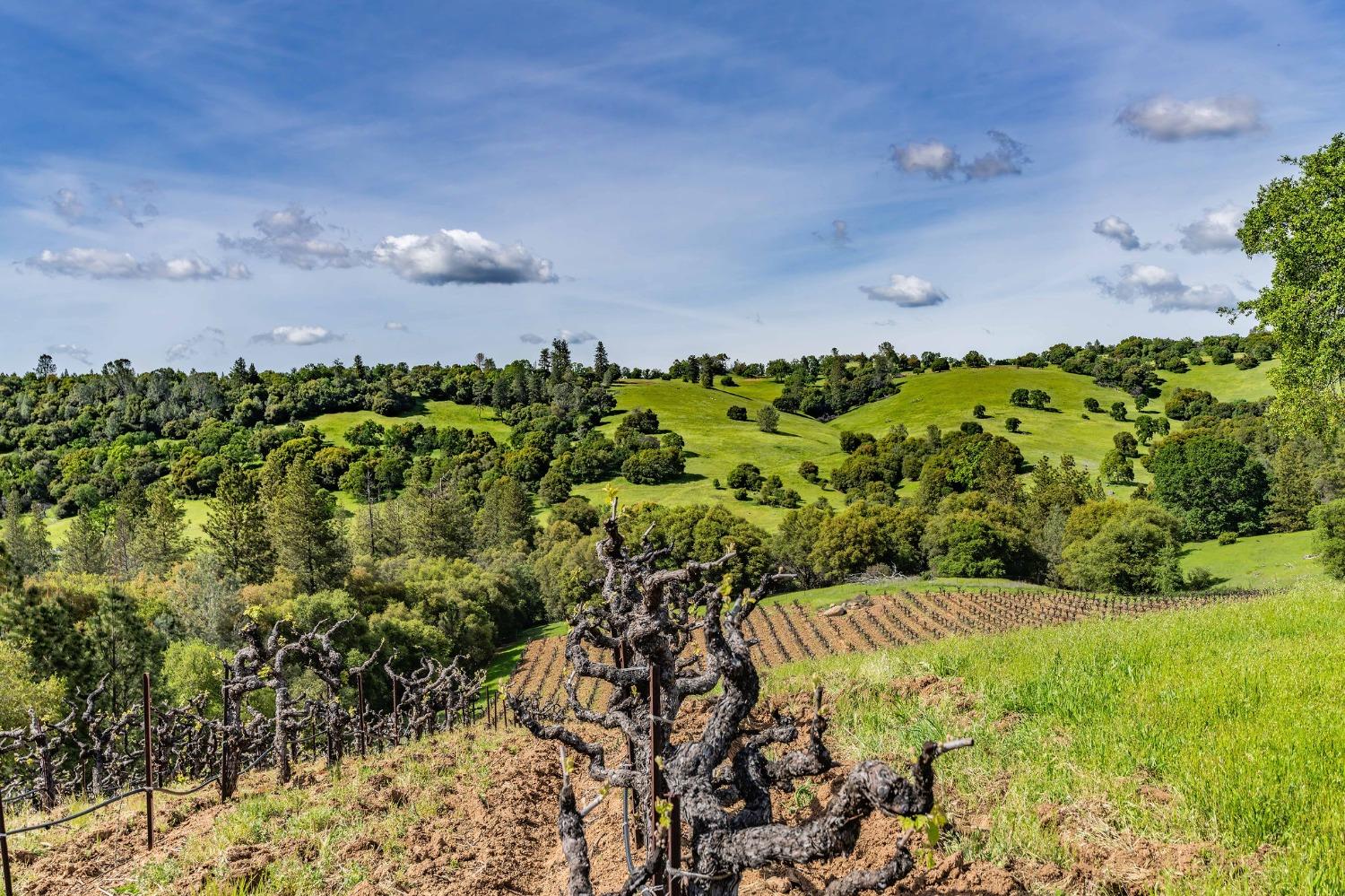 15111 Tyler Road Fiddletown, CA 95629 - Photo 78 of 92 a view of a garden