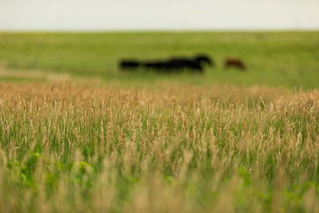 Grants Villa Road Victoria, KS 67671 - Photo 54 of 91