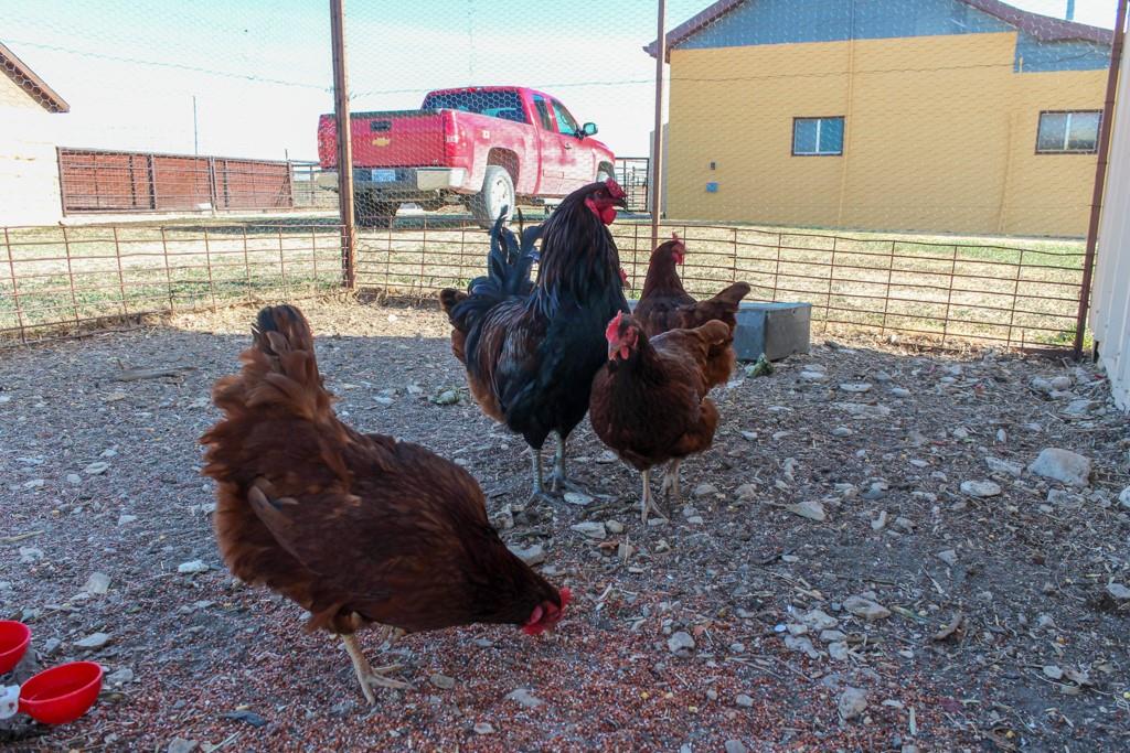 Grants Villa Road Victoria, KS 67671 - Photo 84 of 91