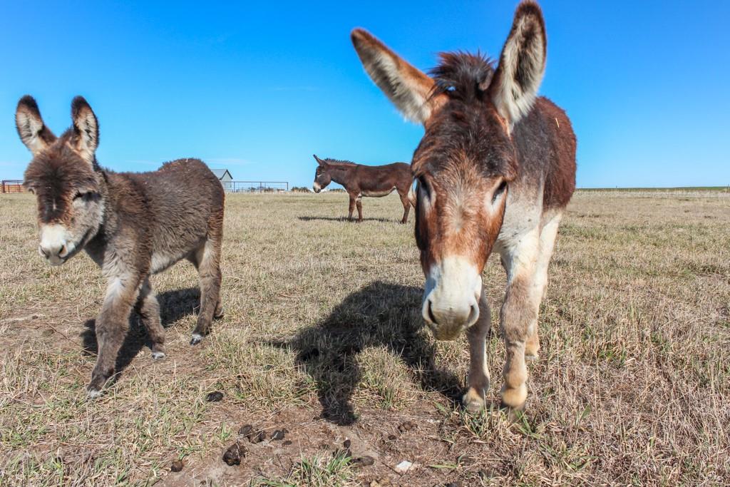 Grants Villa Road Victoria, KS 67671 - Photo 90 of 91