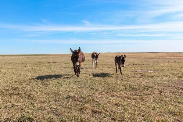 $775,000 | Grants Villa Road, Victoria, KS 67671
