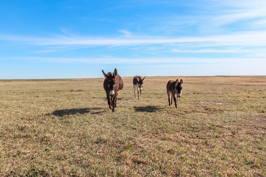 Grants Villa Road Victoria, KS 67671 - Photo 91 of 91