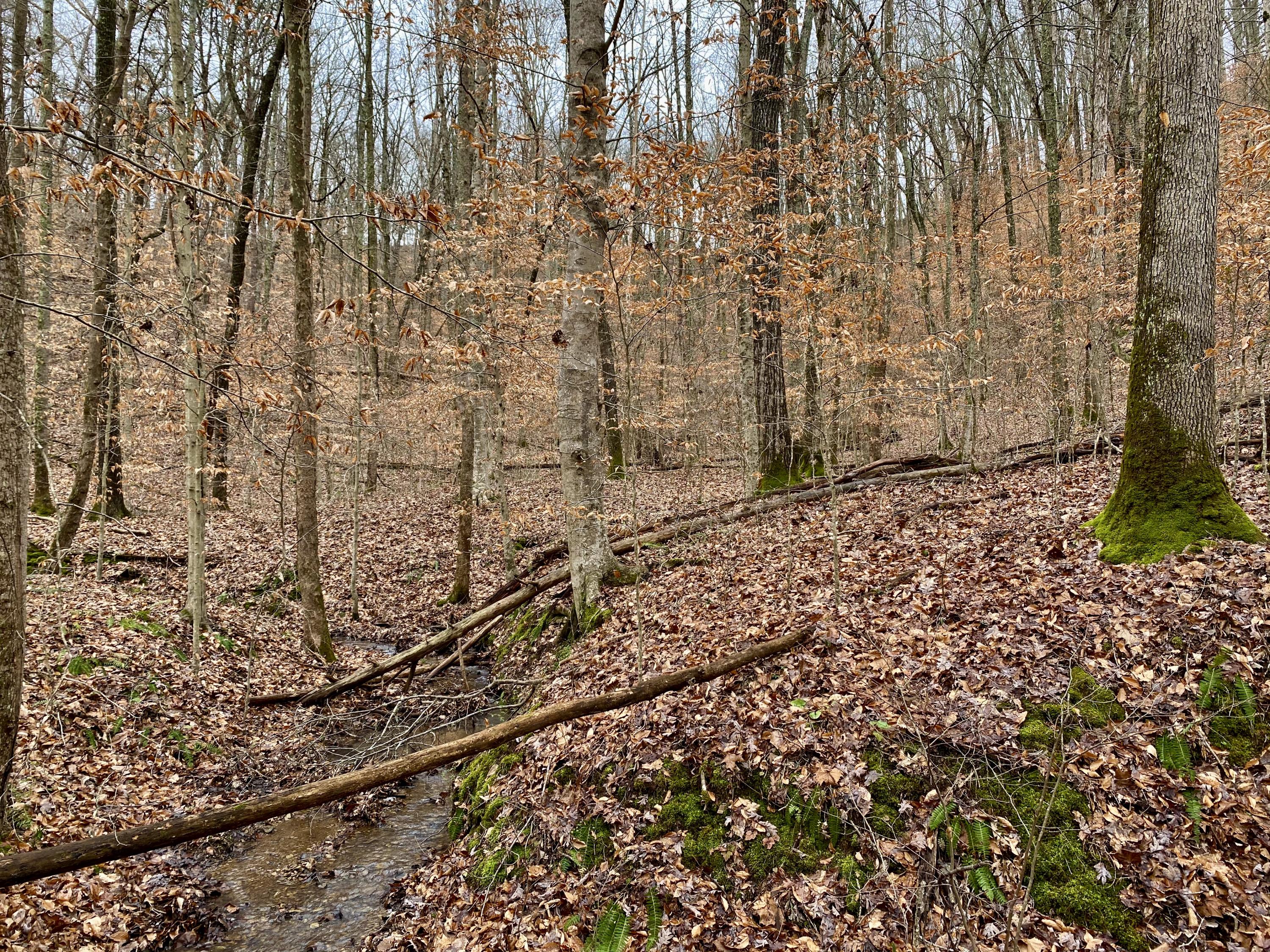 169 Eagle Ridge Road Kingston, TN 37763 - Photo 8 of 30 Creek