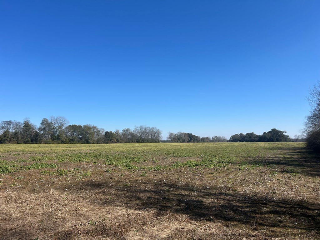 31.5-ac 31.5-ac Rammer Loop Road Dothan, AL 36301 - Photo 42 of 49