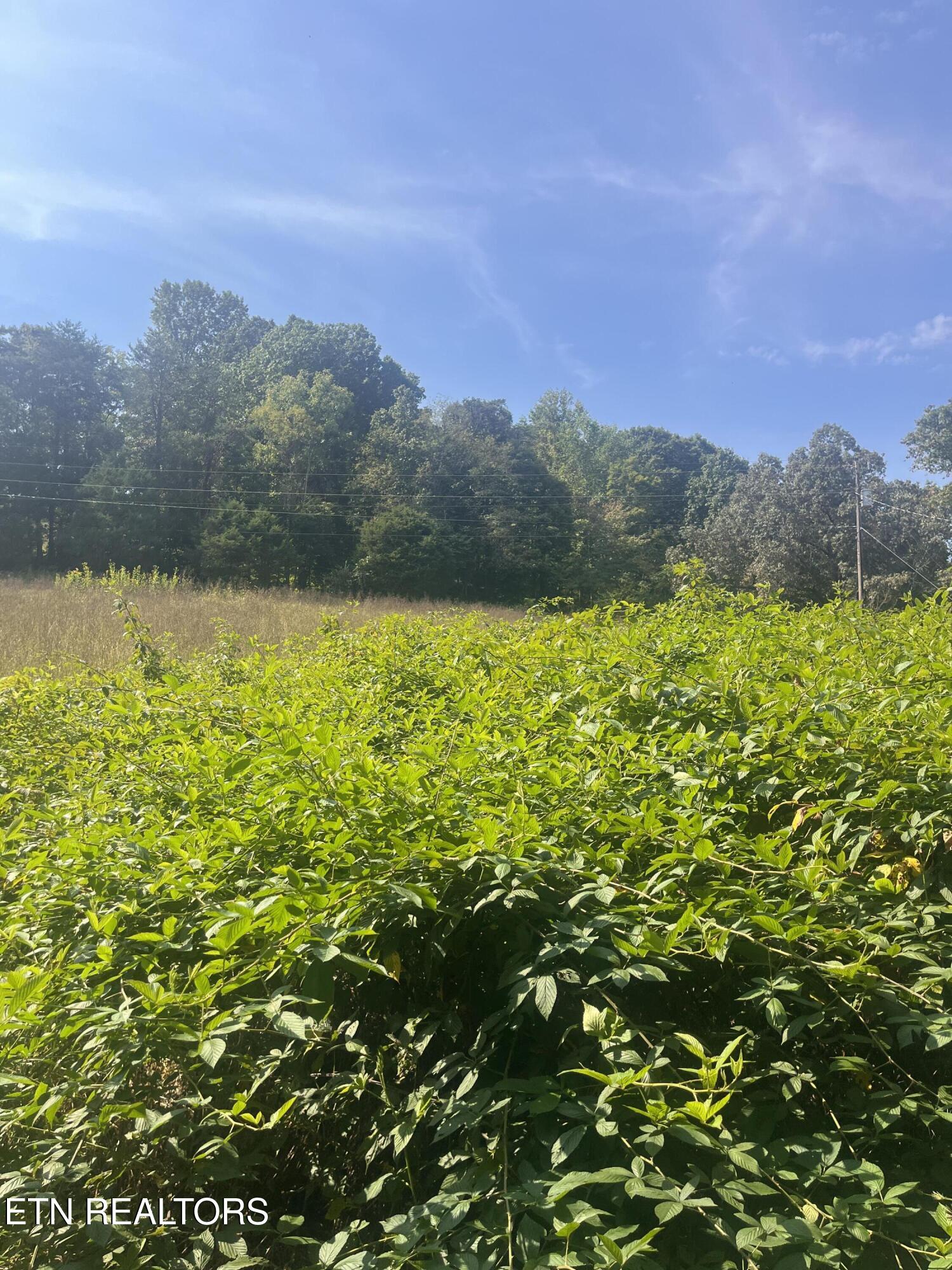 346 Wolfenbarger Lane Luttrell, TN 37779 - Photo 15 of 33 IMG_3505