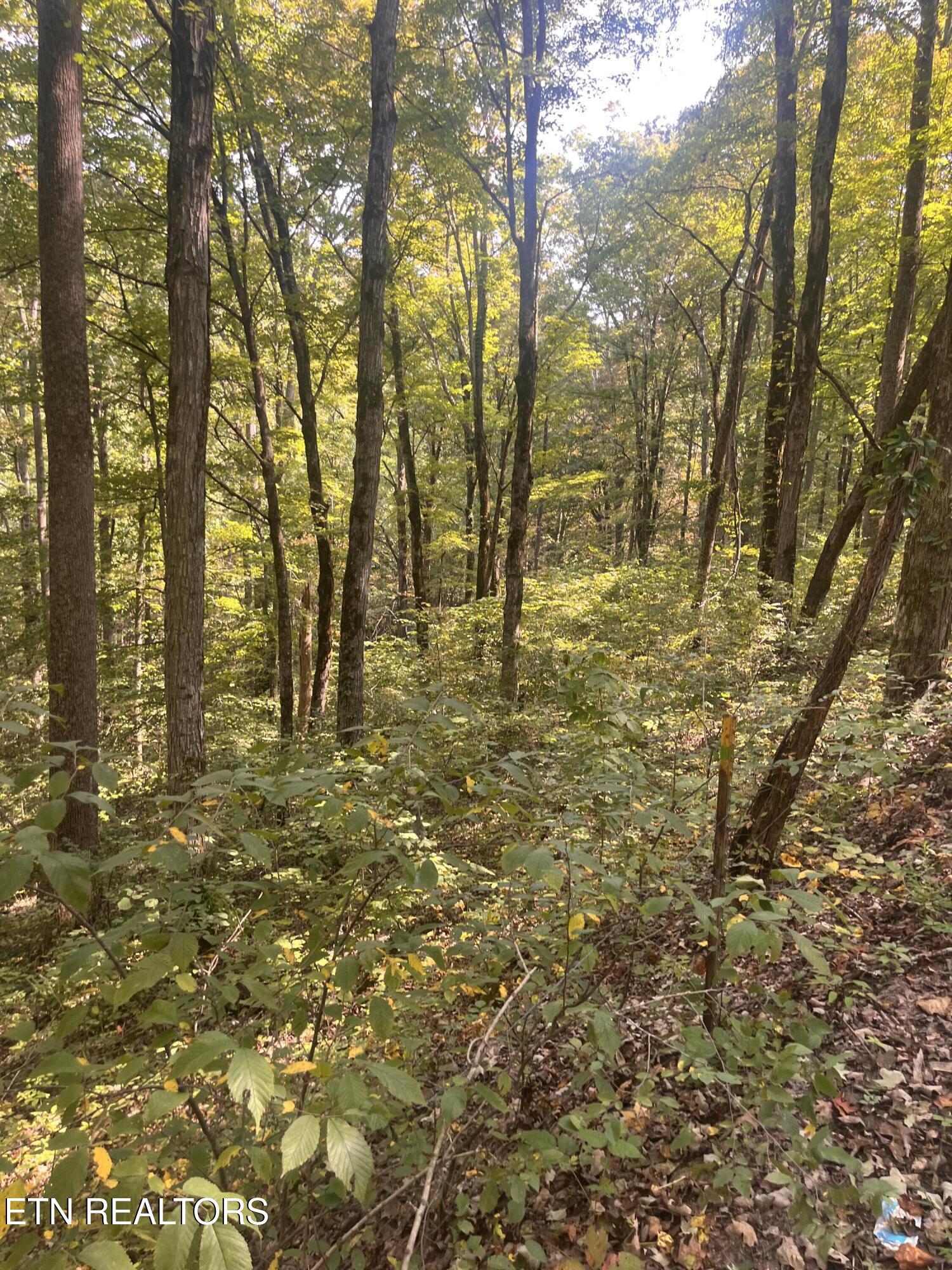 346 Wolfenbarger Lane Luttrell, TN 37779 - Photo 29 of 33 IMG_3524