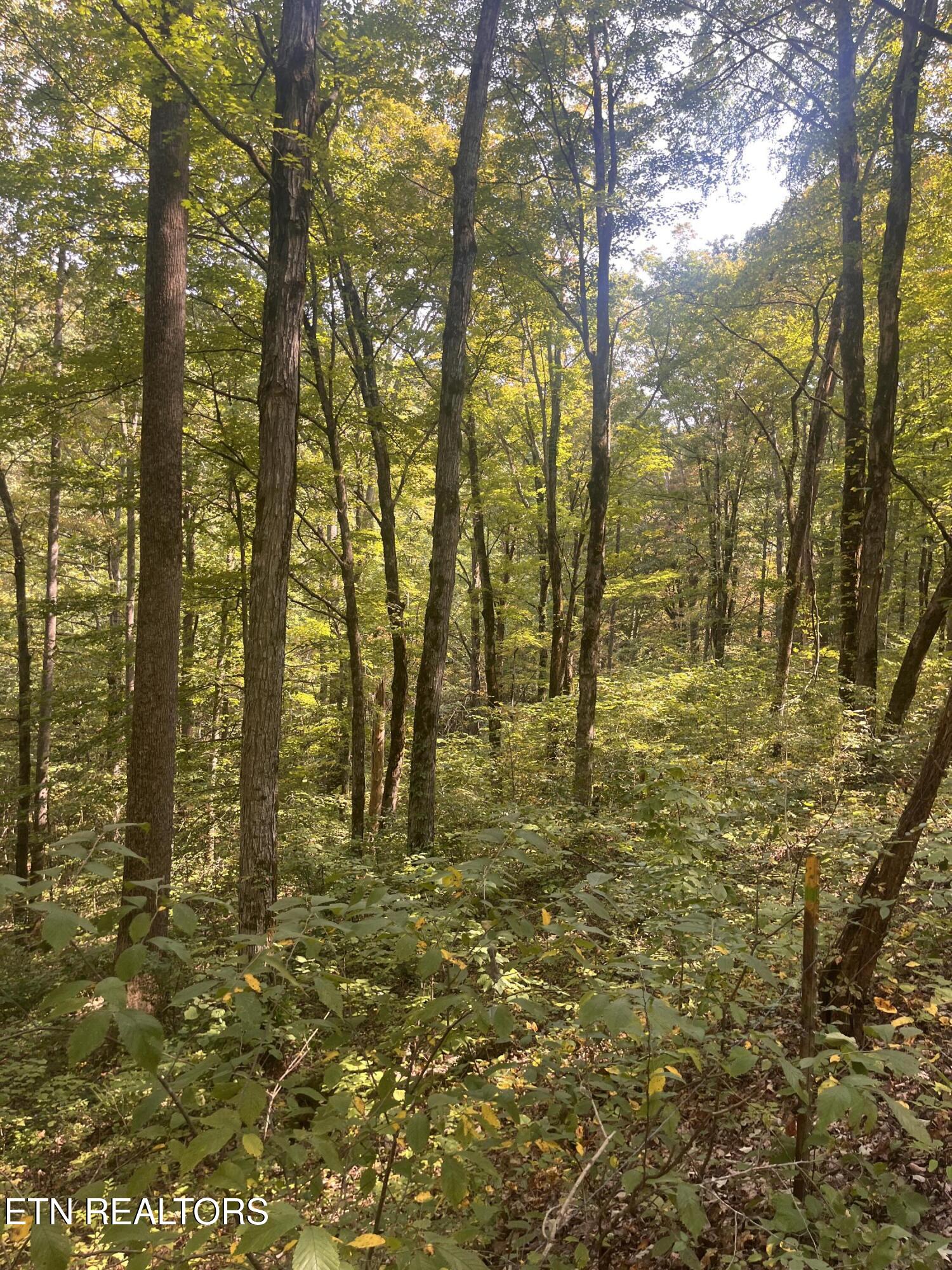 346 Wolfenbarger Lane Luttrell, TN 37779 - Photo 30 of 33 IMG_3527