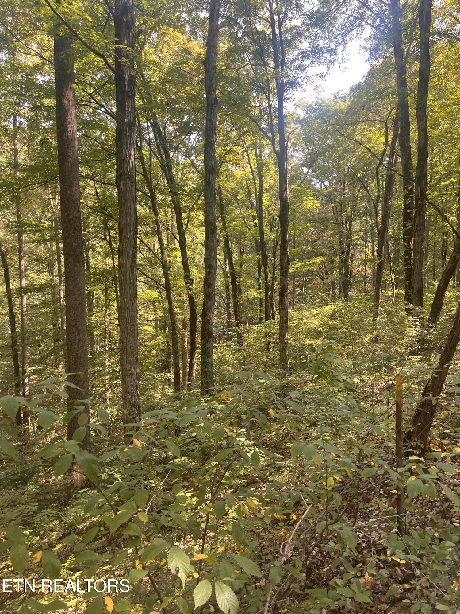 346 Wolfenbarger Lane Luttrell, TN 37779 - Photo 31 of 33 IMG_3528