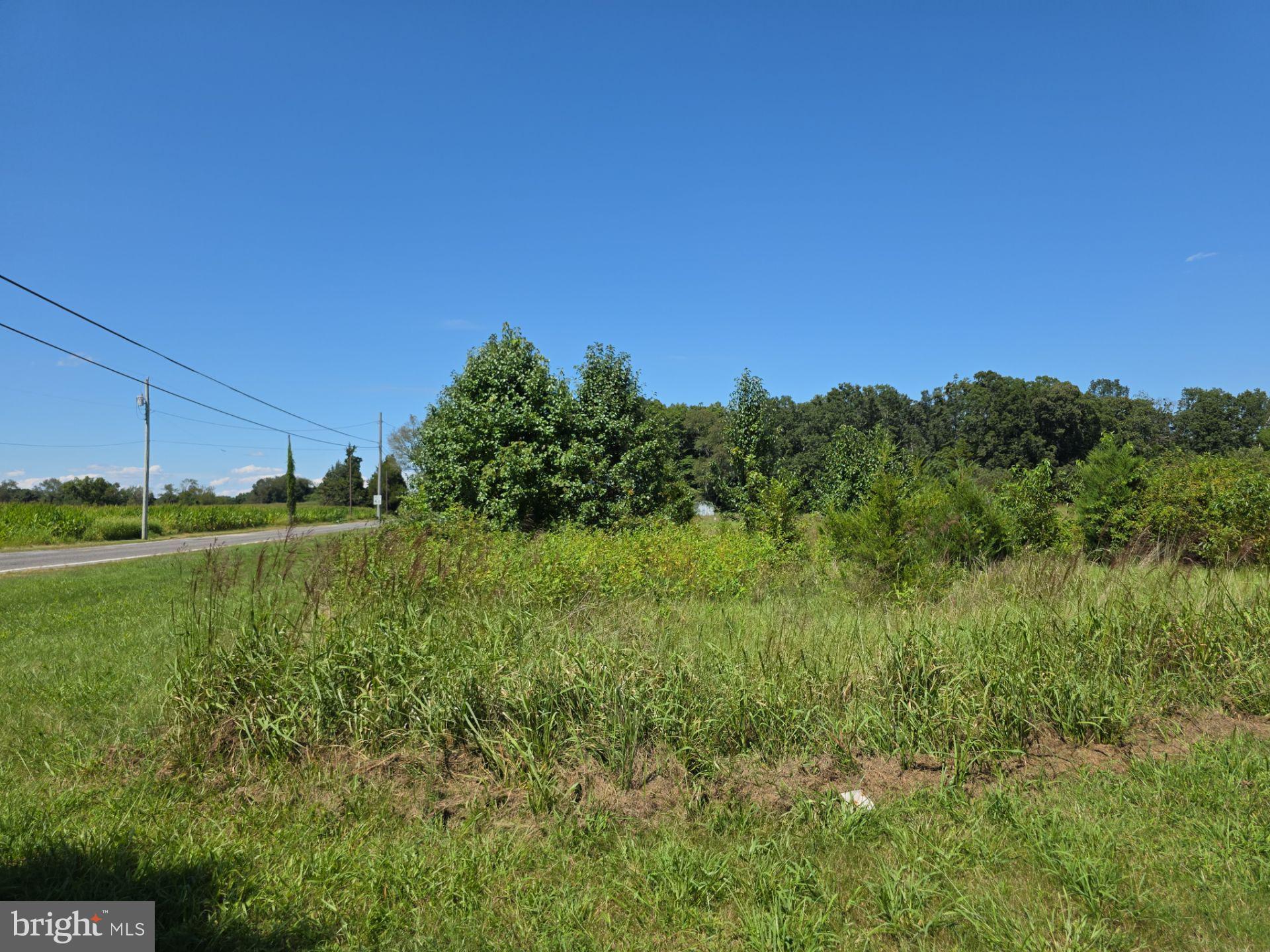 254 Fairton Gouldtown Road Bridgeton, NJ 08302 - Photo 8 of 17 a view of a green field with lots of bushes