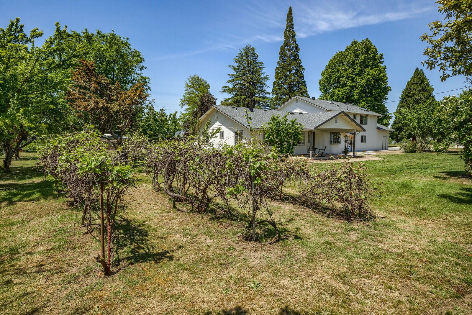 2922 Lower River Road Grants Pass, OR 97526 - Photo 20 of 72 Old Grape Vines
