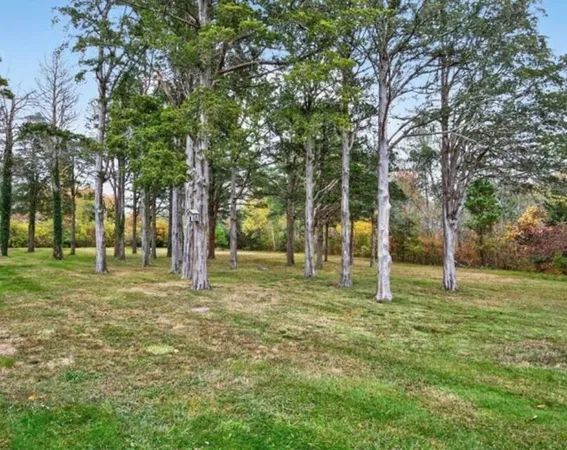 a tall trees in the middle of a yard