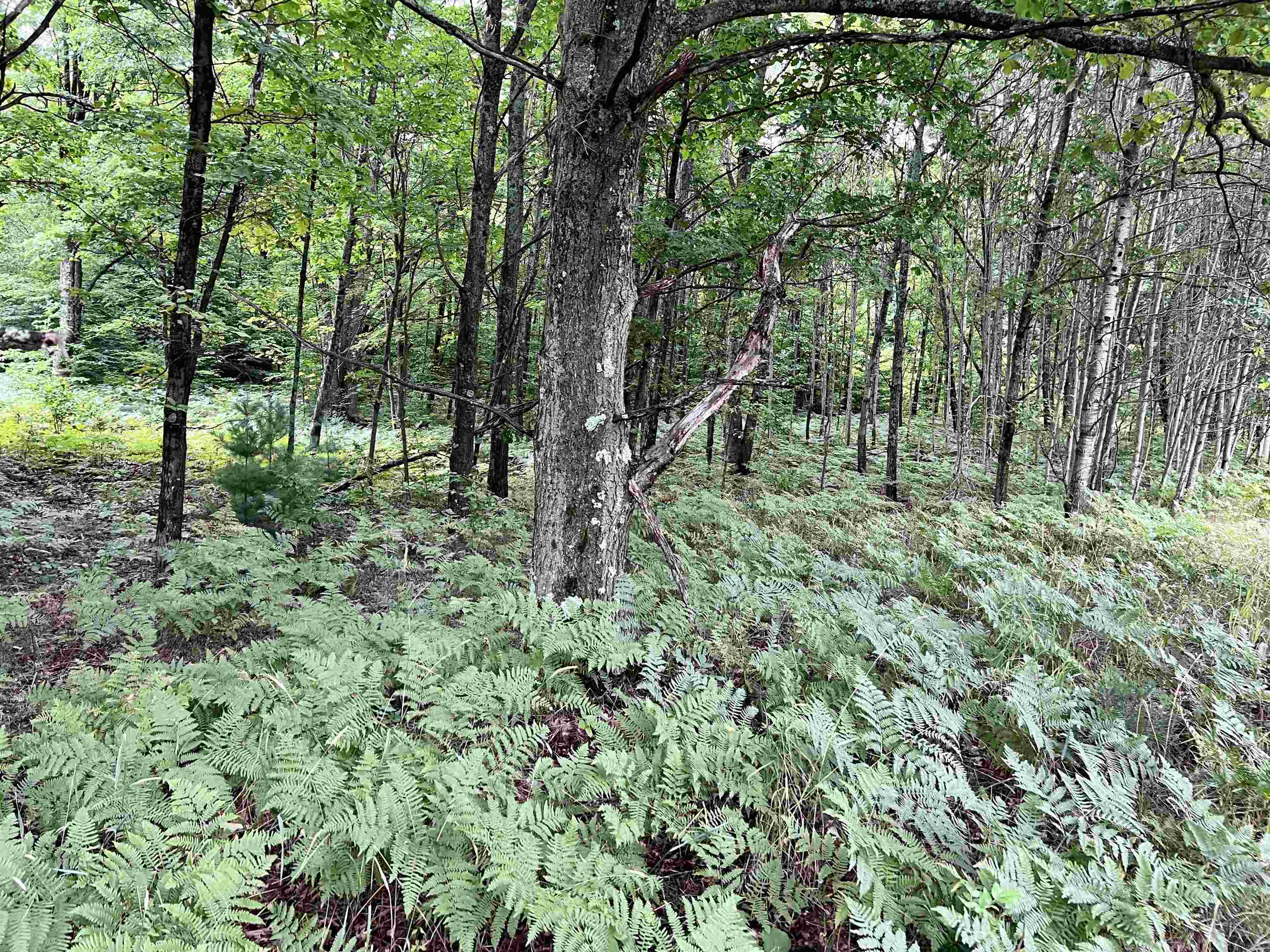 9 9 Mile Road Copemish, MI 49625 - Photo 59 of 66 1914911-58.JPG