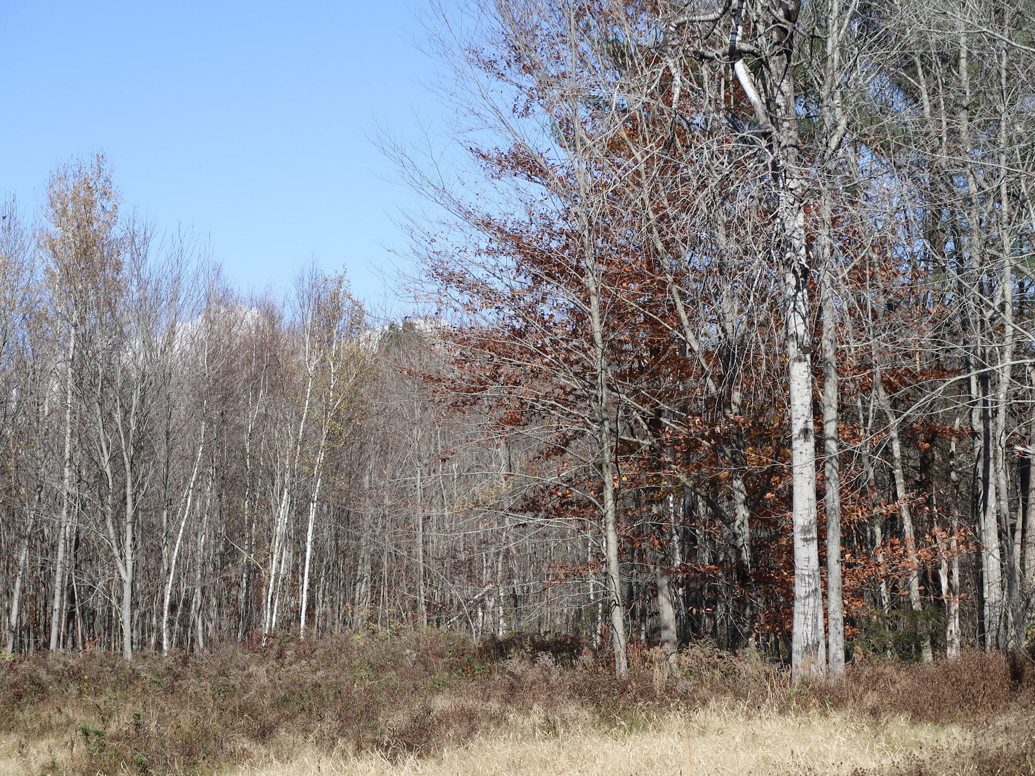 Lot #38 Nickerson Hill Road Readfield, ME 04355 - Photo 7 of 18 18-IMG_4023