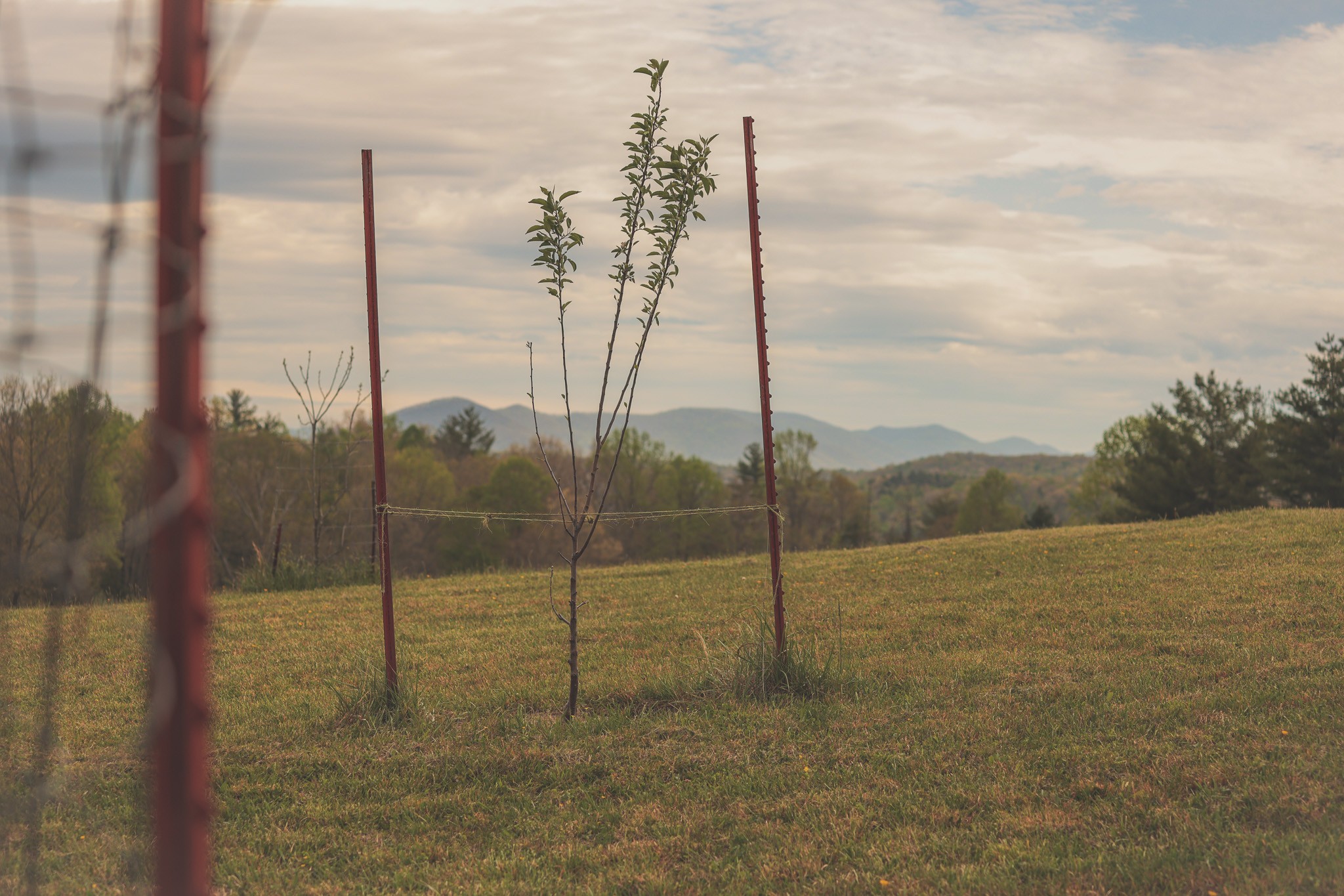 1854 Catoosa Road Wartburg, TN 37887 - Photo 11 of 100 a view of a room with a tree in the background