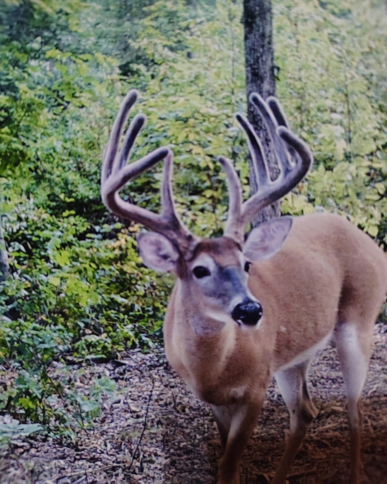 0 Seven 7 Mile Ridge Road Indian Mound, TN 37079 - Photo 4 of 27