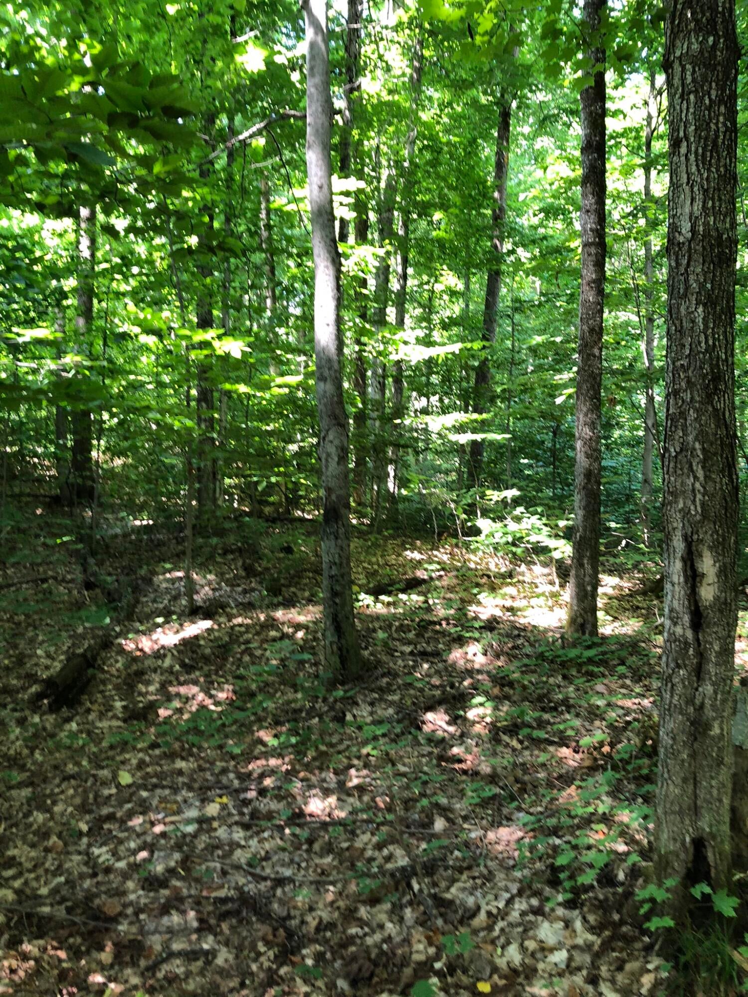 Tbd Honeysette Road Alanson, MI 49706 - Photo 7 of 12 Gallery Image 7