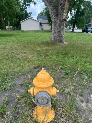 a view of a trees in a park