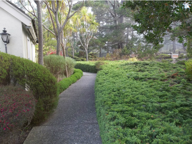 3132 Spruance Road Pebble Beach, CA 93953 - Photo 5 of 25 a view of a yard with plants and a large tree