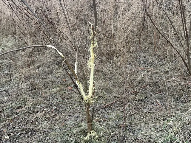 $10,000 | 59 Highway 59, Oregon, MO 64473