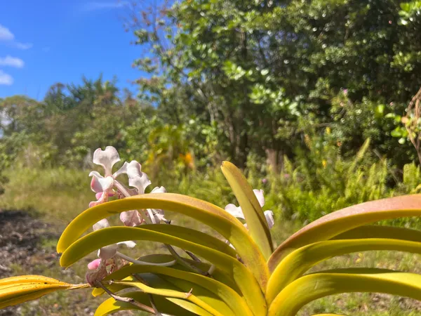$500,000 | 254 Kukuau Street, Hilo, HI 96720