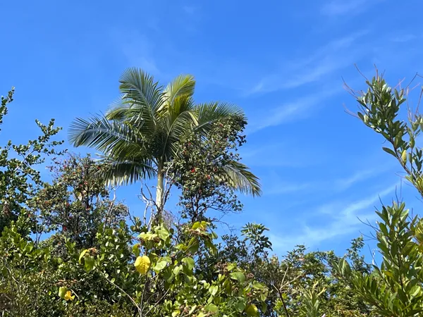 $500,000 | 254 Kukuau Street, Hilo, HI 96720