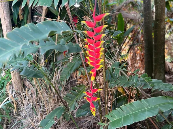$500,000 | 254 Kukuau Street, Hilo, HI 96720