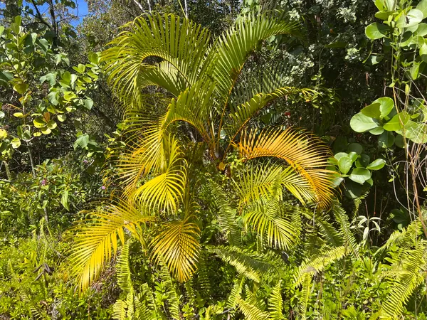 $500,000 | 254 Kukuau Street, Hilo, HI 96720
