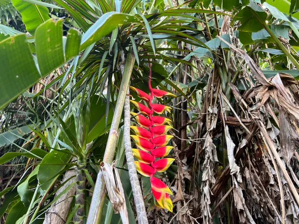 $500,000 | 254 Kukuau Street, Hilo, HI 96720