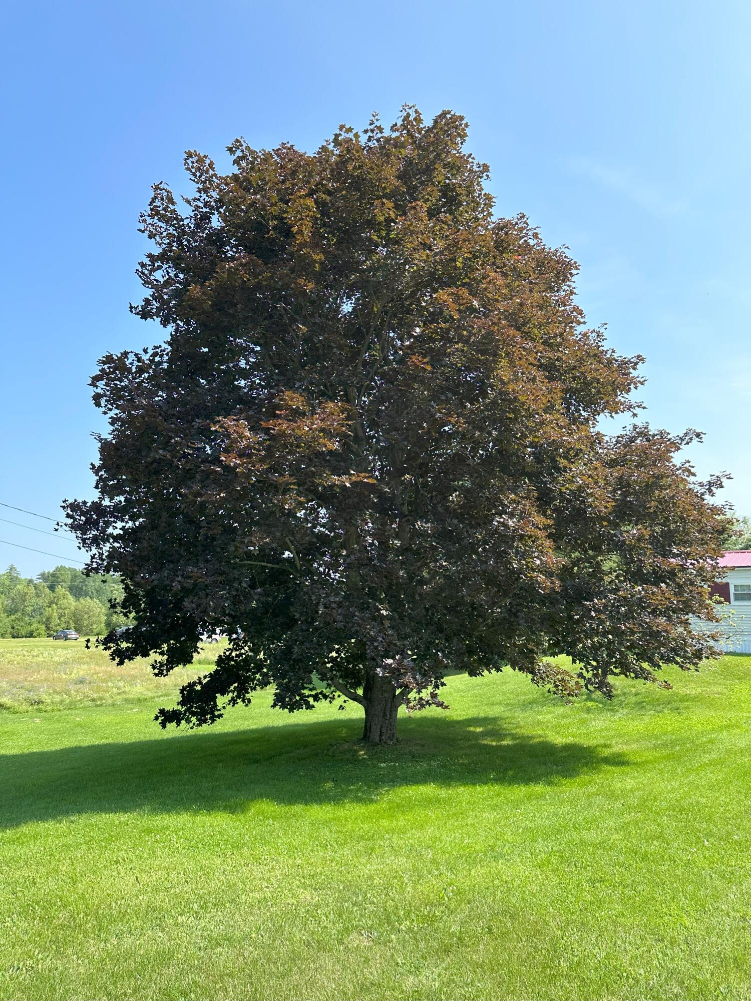 65 Erskine Road Windsor, ME 04363 - Photo 3 of 33 Beautiful Tree
