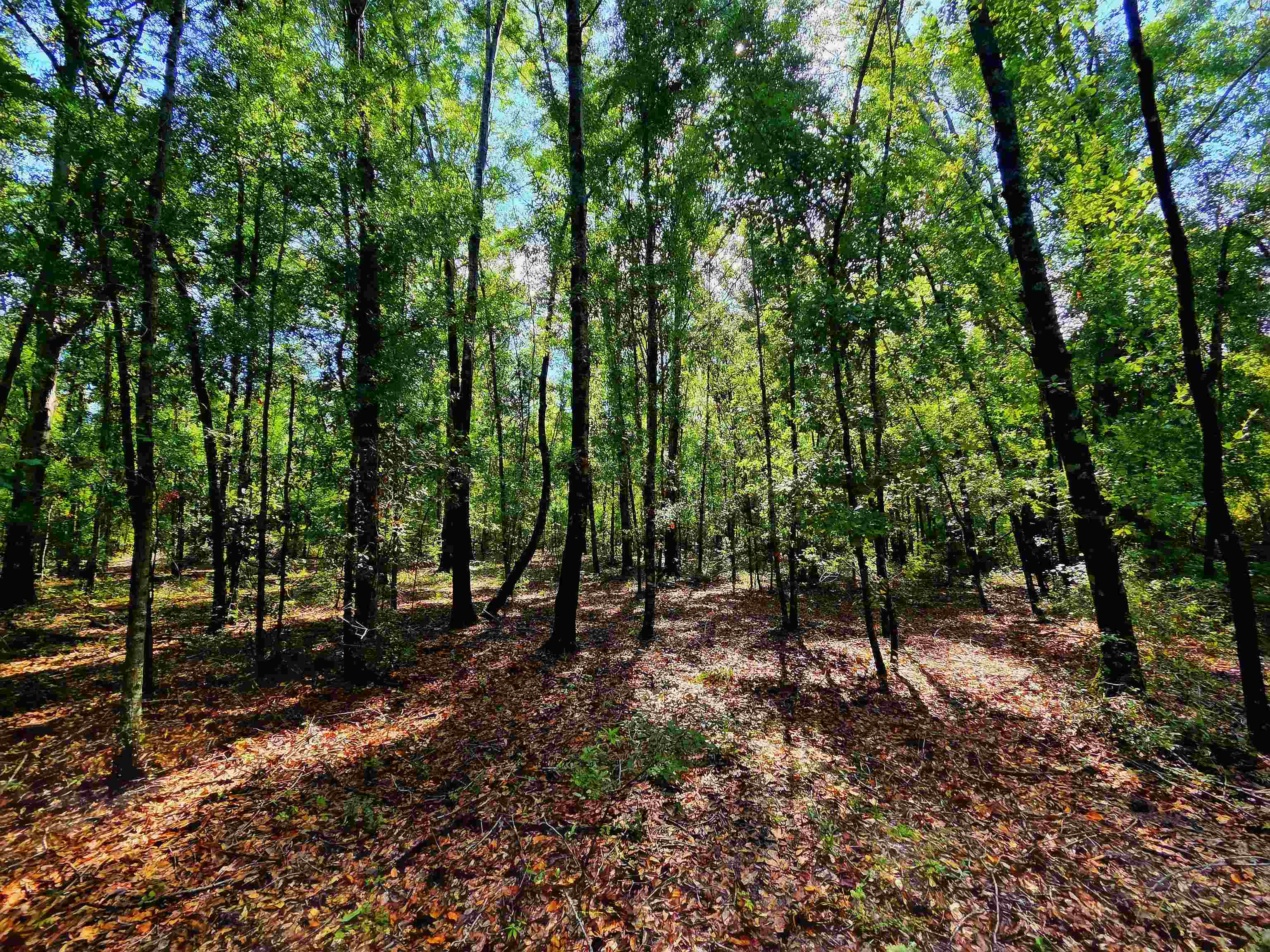 1-acre Northeast Hickory Grove Road Pinetta, FL 32350 - Photo 23 of 44 Gallery Image 23