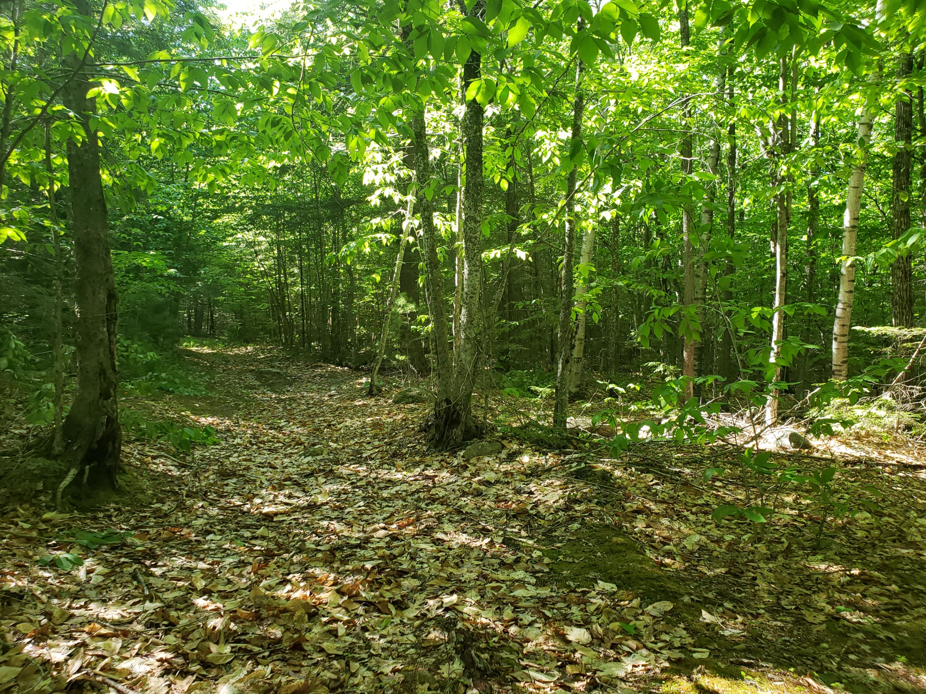237 Middle Ridge Road Bridgton, ME 04009 - Photo 30 of 30 woods