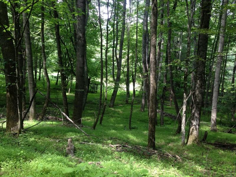 1970 Moore Road Northeast Floyd, VA 24091 - Photo 22 of 49 29843623 (800x600)