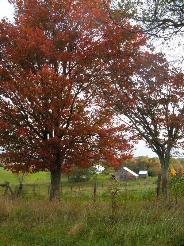 1970 Moore Road Northeast Floyd, VA 24091 - Photo 23 of 49 29843624 (600x800)