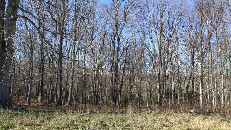 1970 Moore Road Northeast Floyd, VA 24091 - Photo 29 of 49 1123151327 (800x450)