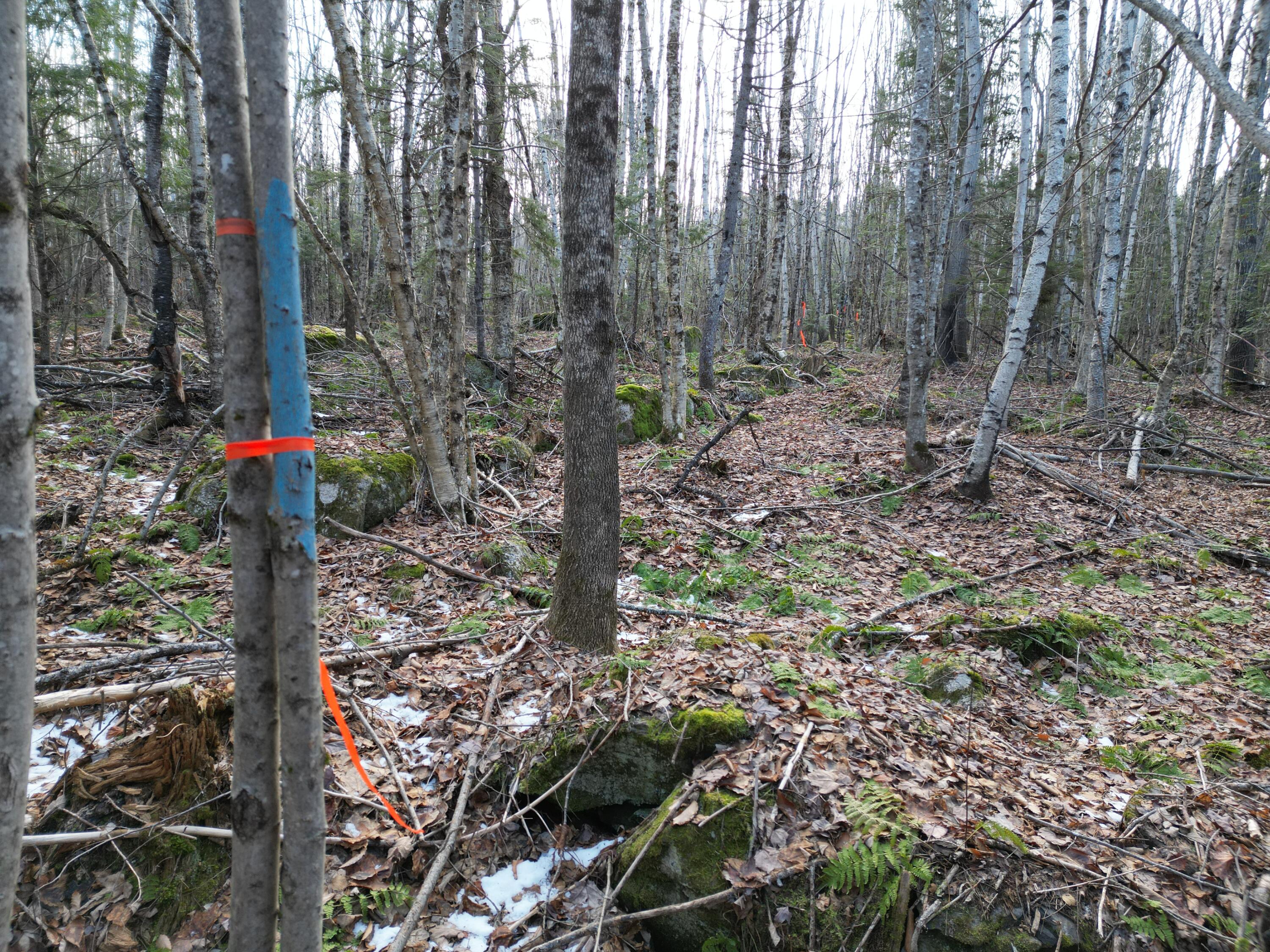 9 Upper Dobsis Road Lakeville, ME 04487 - Photo 25 of 29 DJI_0422
