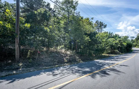 a view of a yard with plants and a tree