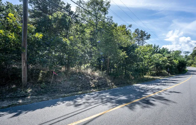 a view of a yard with plants and a tree