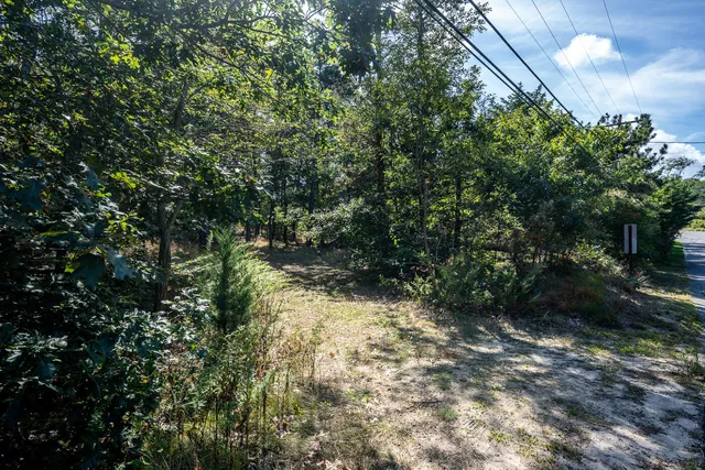 a view of a forest with trees in the background