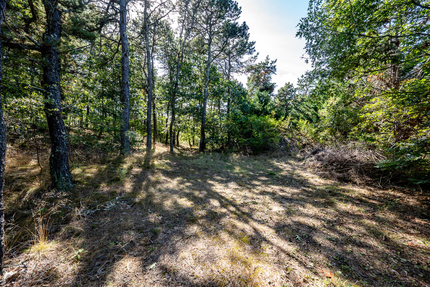 32 Depot Road Truro, MA 02666 - Photo 7 of 9 a view of a forest with trees in the background