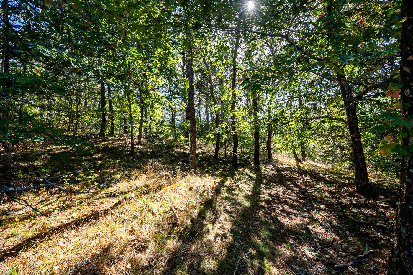 32 Depot Road Truro, MA 02666 - Photo 8 of 9 a backyard of a house with lots of green space