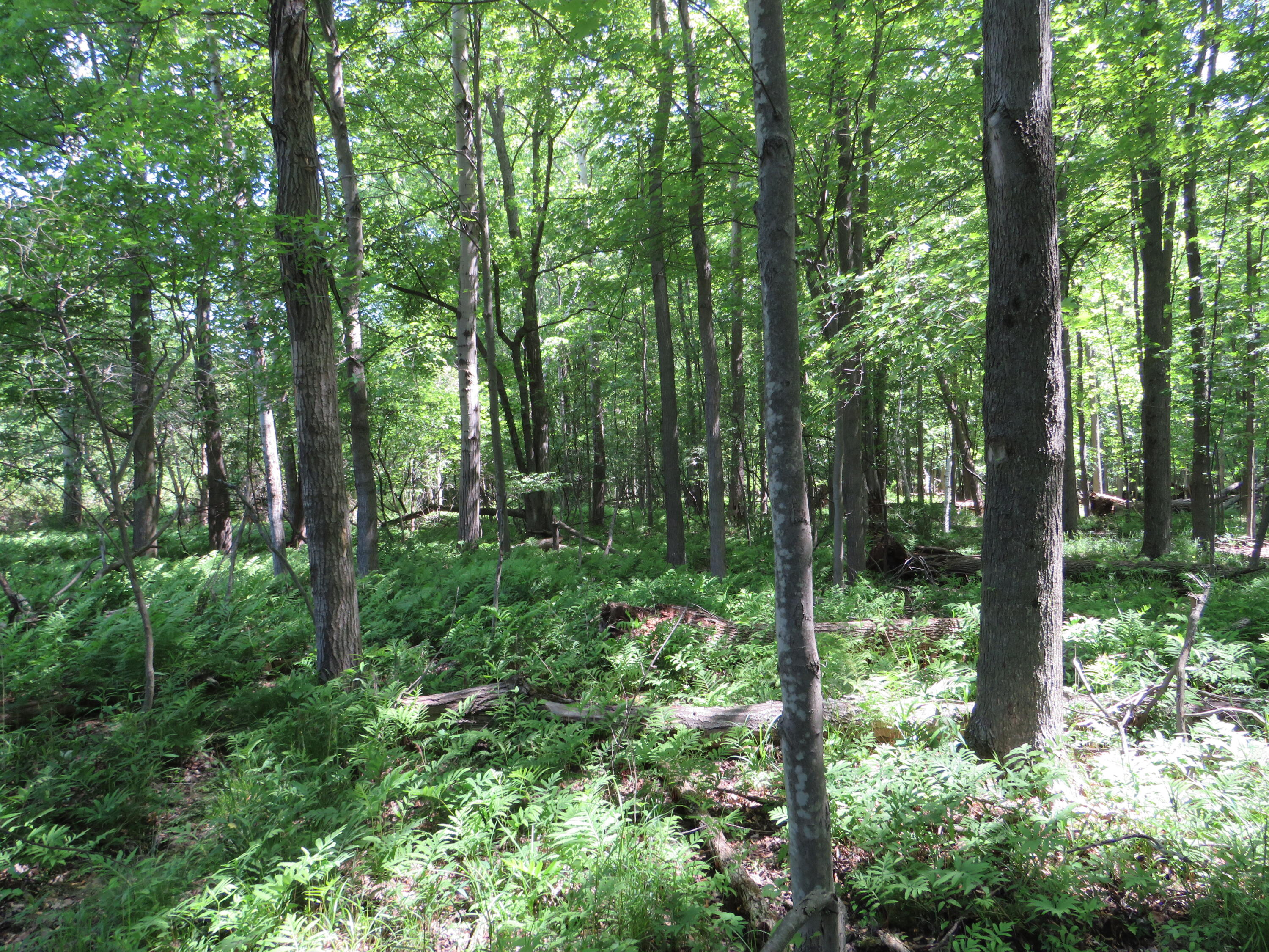 Vl South Elkton Road Owendale, MI 48754 - Photo 33 of 39 IMG_6535