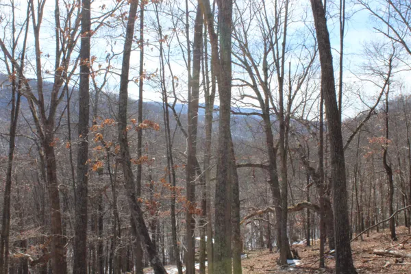 a view of a yard with trees