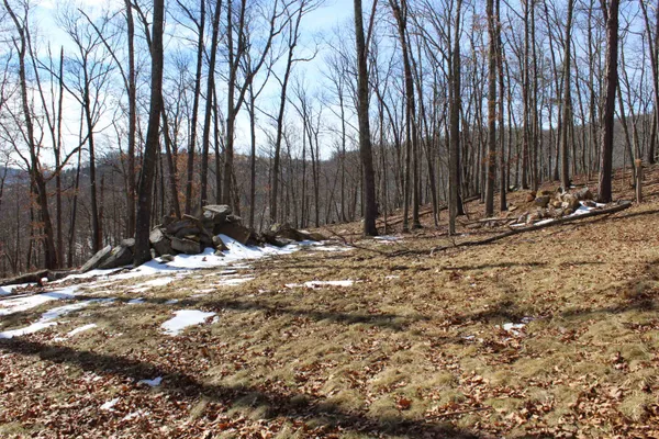 a view of a yard with a tree