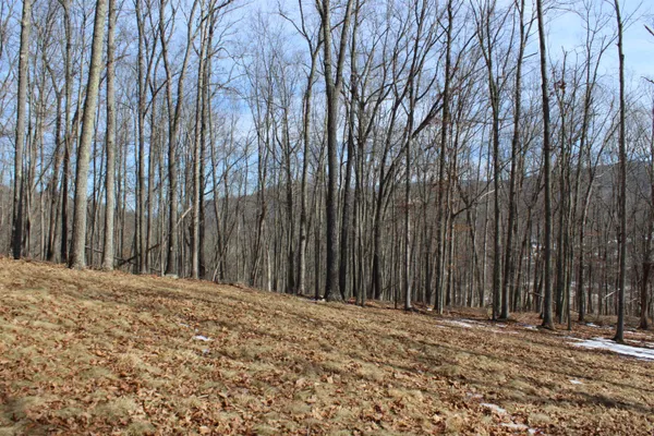 a view of a backyard with large trees
